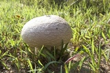 Calvatia cyathiformis image
