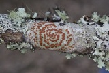 Ramboldia russula image