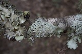 Hypotrachyna livida image