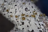 Hypotrachyna livida image