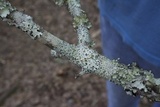 Hypotrachyna livida image