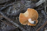 Lactarius salmoneus image