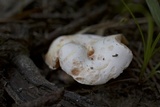 Lactarius salmoneus image