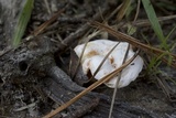 Lactarius salmoneus image
