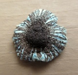 Leucoagaricus caerulescens image