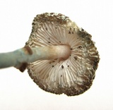 Leucoagaricus caerulescens image