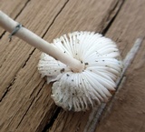 Leucoagaricus caerulescens image