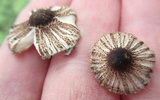 Leucoagaricus caerulescens image
