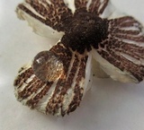 Leucoagaricus caerulescens image