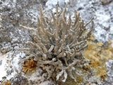 Roccella phycopsis image