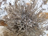 Roccella phycopsis image
