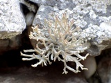 Roccella phycopsis image