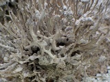 Roccella phycopsis image