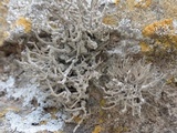Roccella phycopsis image