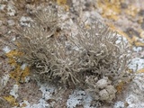 Roccella phycopsis image