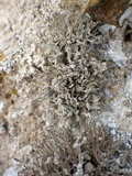 Roccella phycopsis image
