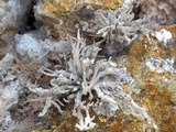 Roccella phycopsis image