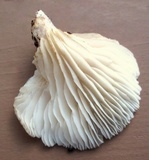 Pleurotus pulmonarius image