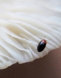 Pleurotus pulmonarius image