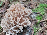 Sparassis brevipes image