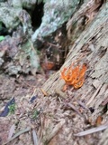 Calocera viscosa image