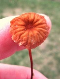 Marasmius siccus image