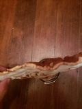 Ganoderma sessile image