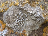 Dirina massiliensis image