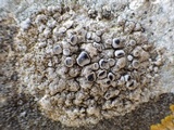 Dirina massiliensis image