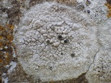 Dirina massiliensis image