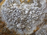 Dirina massiliensis image