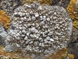 Dirina massiliensis image