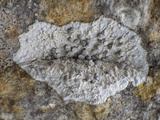 Dirina massiliensis image