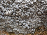 Dirina massiliensis image