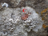 Dirina massiliensis image