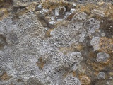 Dirina massiliensis image