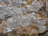 Dirina massiliensis image