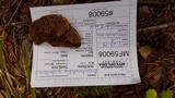 Phellinus gilbertsonii image