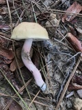 Leccinum roseoscabrum image
