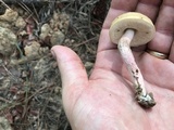 Leccinum roseoscabrum image