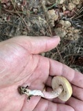 Leccinum roseoscabrum image
