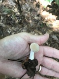 Boletus pallidus image