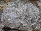 Dirina massiliensis image