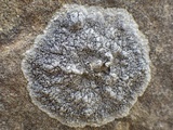 Dirina massiliensis image