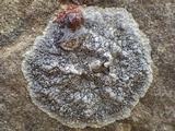 Dirina massiliensis image