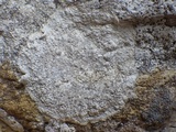 Dirina massiliensis image