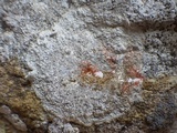 Dirina massiliensis image