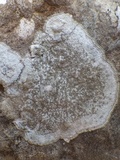 Dirina massiliensis image