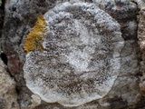 Dirina massiliensis image
