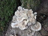 Grifola frondosa image